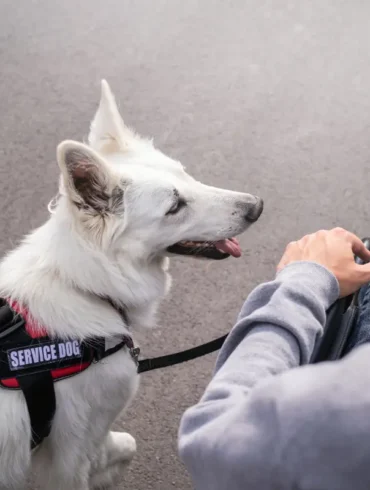 Flying with assistance dog