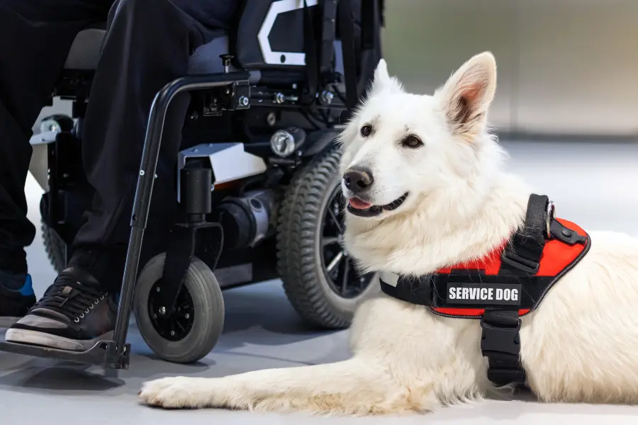 Flying with assistance dog types
