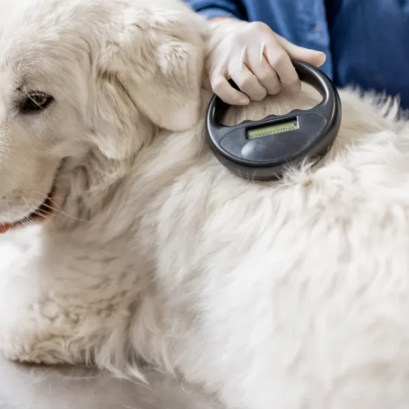 Pet microchip for travel