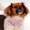Wizz Air pet policy