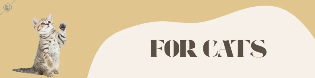 Feeding pets when flying with cats