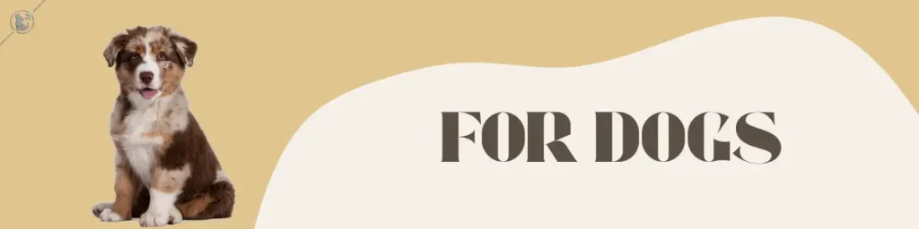 Feeding pets when flying with dogs