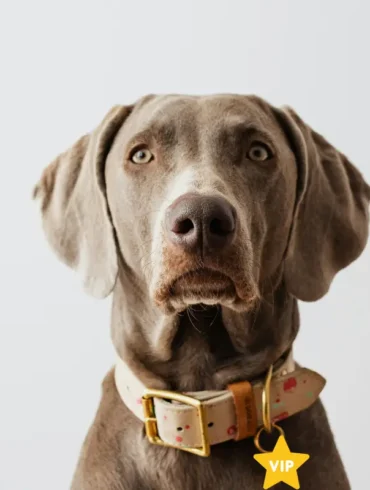 Pawprint economy - Pet travel news