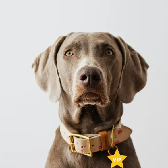 Pawprint economy - Pet travel news