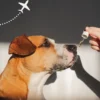 Sedatives for dogs for travel