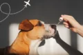 Sedatives for dogs for travel