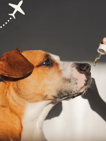 Sedatives for dogs for travel