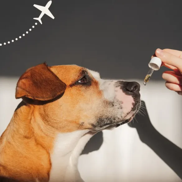 Sedatives for dogs for travel