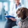 Veterinary costs Europe