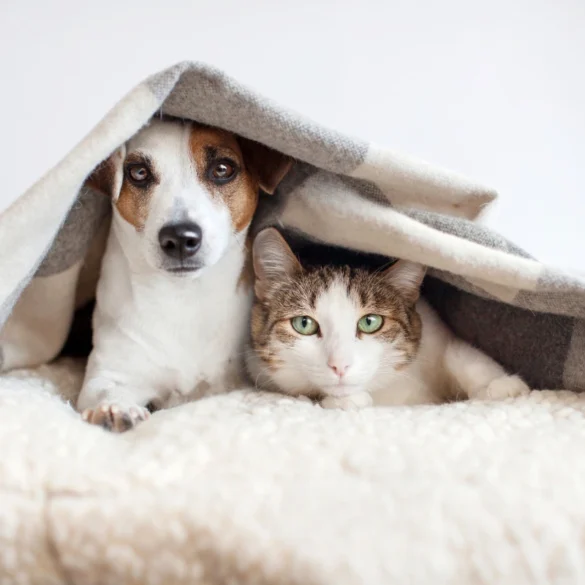 When not to fly with your dog and cat