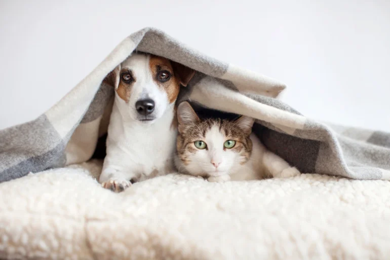 When not to fly with your dog and cat