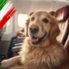 Italy medium dogs in cabin - Pet travel news