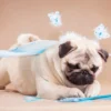 Flying with pets myths