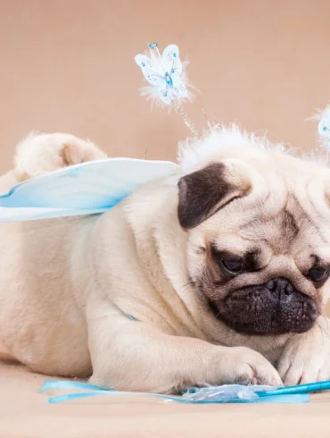 Flying with pets myths
