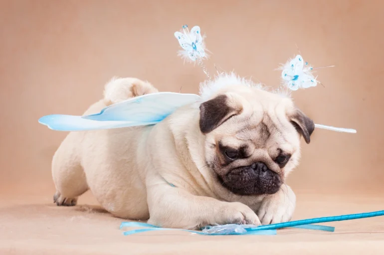 Flying with pets myths