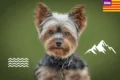 Share your Story: Flying with Yorkshire Terrier