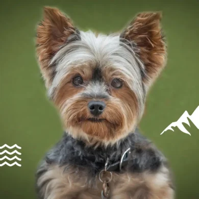 Share your Story: Flying with Yorkshire Terrier