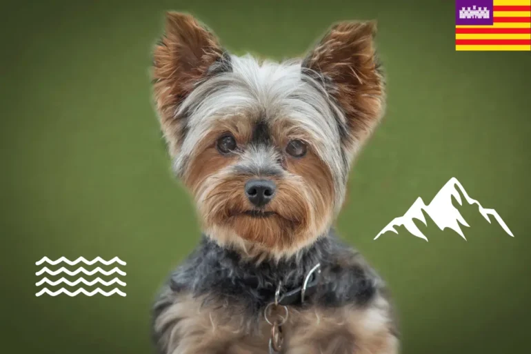 Share your Story: Flying with Yorkshire Terrier