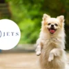 K9 jets pets