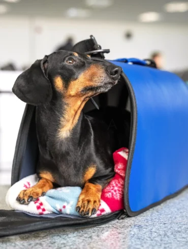 Pets in cabin 8kg limit