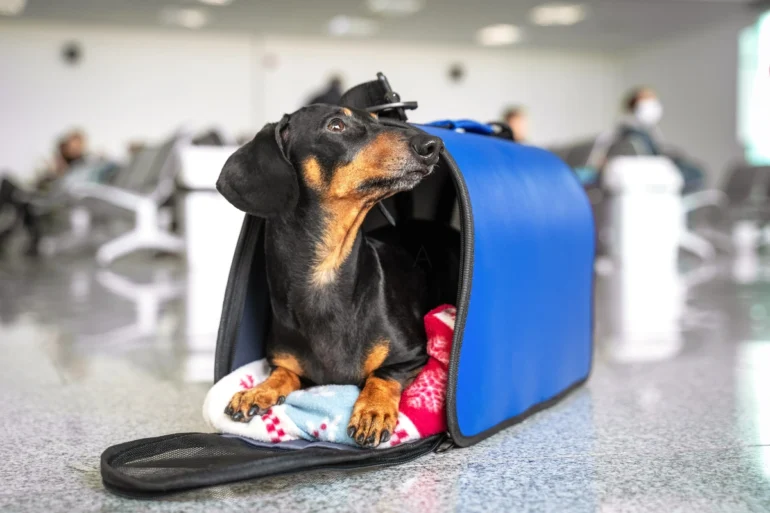 Pets in cabin 8kg limit