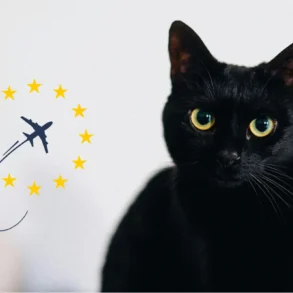 All about the EU Health Certificate