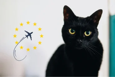 All about the EU Health Certificate