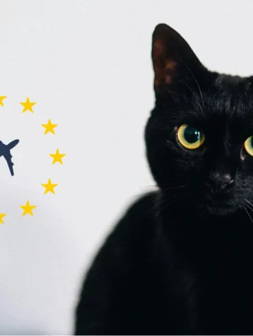 All about the EU Health Certificate