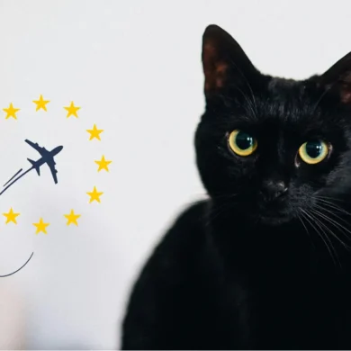 All about the EU Health Certificate