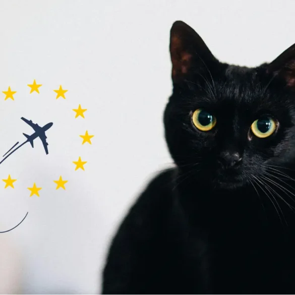 All about the EU Health Certificate