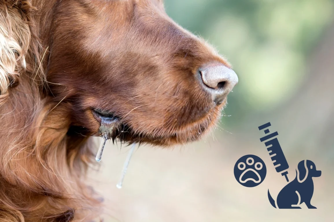 Rabies titer test guide
