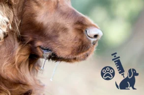 Rabies titer test guide