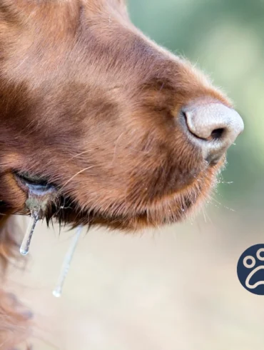 Rabies titer test guide