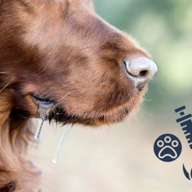 Rabies titer test guide