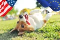 Transatlantic pet relocation traps