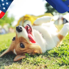 Transatlantic pet relocation traps