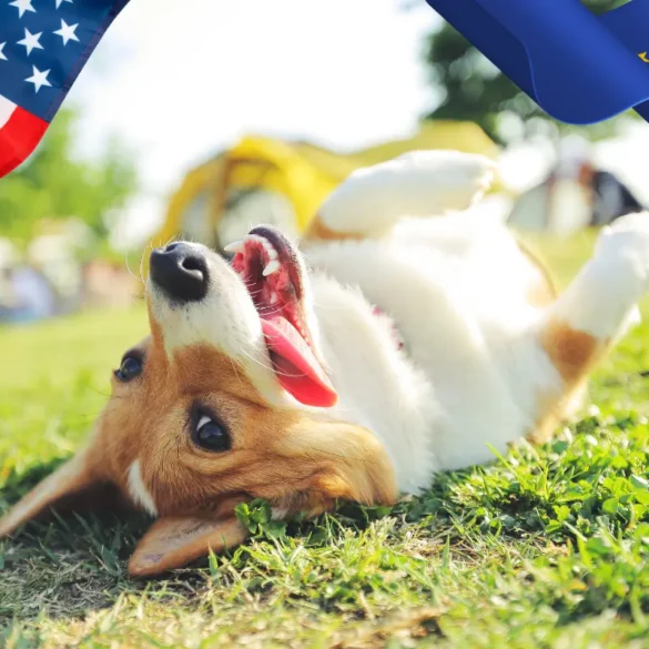 Transatlantic pet relocation traps