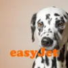 EasyJet pet policy guide