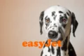 EasyJet pet policy guide