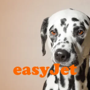 EasyJet pet policy guide
