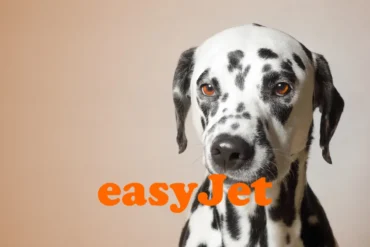 EasyJet pet policy guide