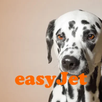 EasyJet pet policy guide