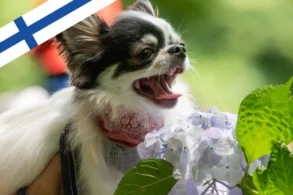 Flying from Helsinki to Prague with chihuahua