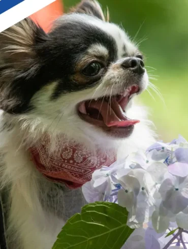 Flying from Helsinki to Prague with chihuahua