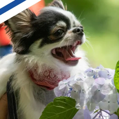 Flying from Helsinki to Prague with chihuahua