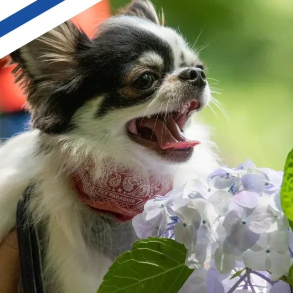 Flying from Helsinki to Prague with chihuahua