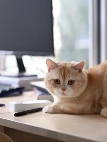 The New EU pet regulation 2026